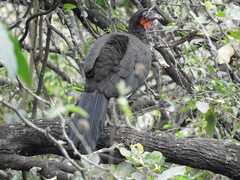 Penelope albipennis