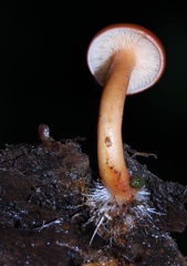 Lactarius strigosipes
