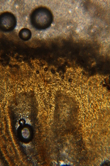 Lactarius strigosipes