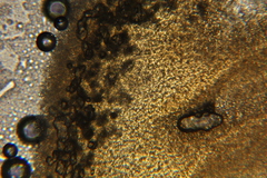 Lactarius strigosipes