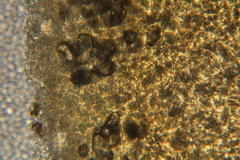 Lactarius strigosipes