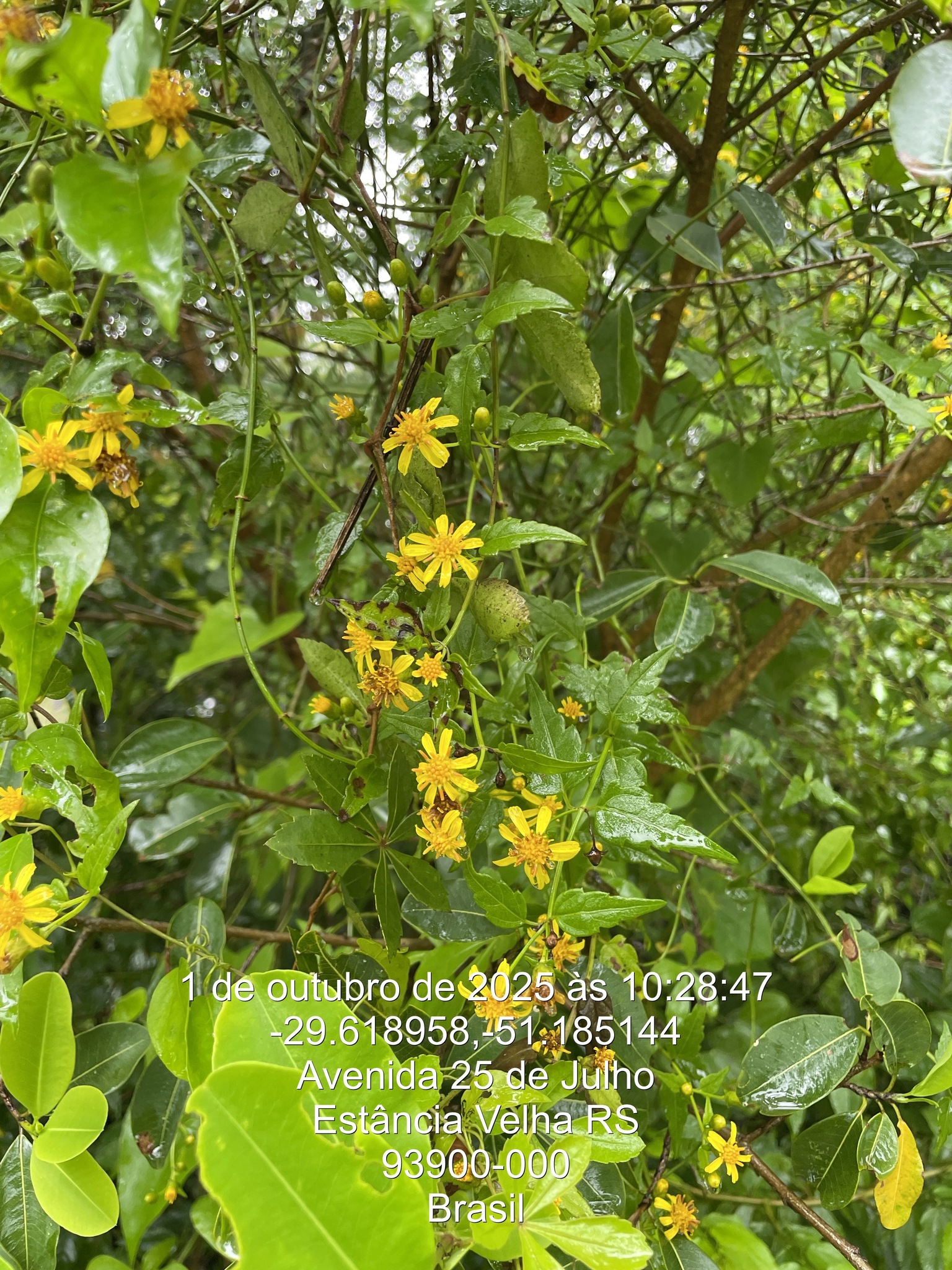 Calea pinnatifida