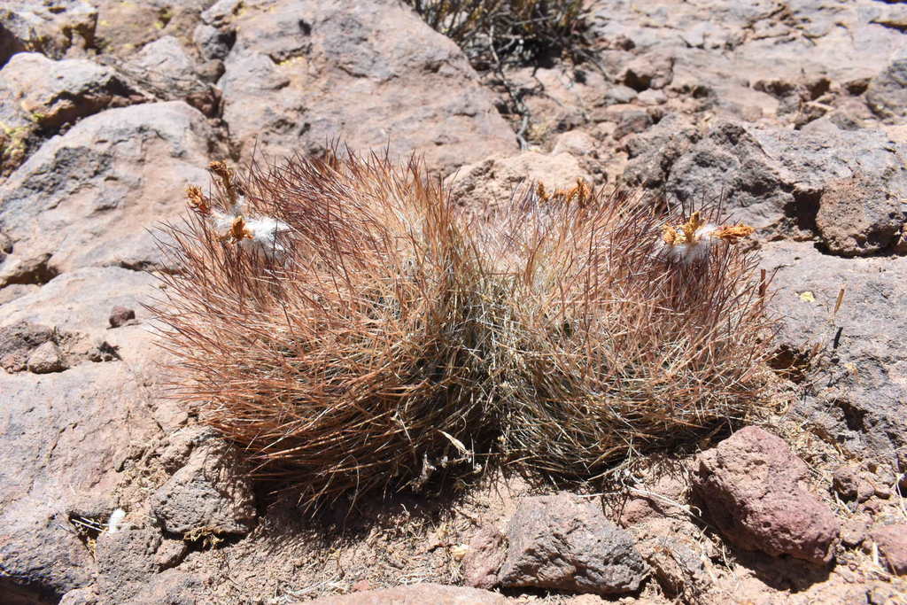 Oreocereus australis