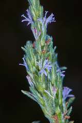 Pseudelephantopus spiralis