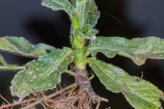 Pseudelephantopus spiralis