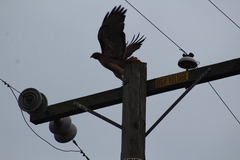 Buteo jamaicensis