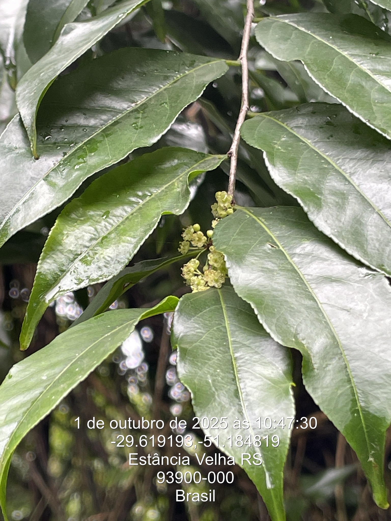 Casearia sylvestris