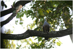 Streptopelia hypopyrrha