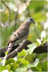 Turtur abyssinicus