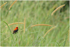 Euplectes hordeaceus