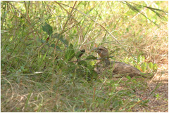 Pternistis bicalcaratus