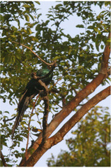 Lamprotornis caudatus