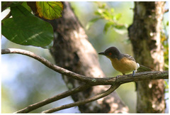 Dryoscopus gambensis