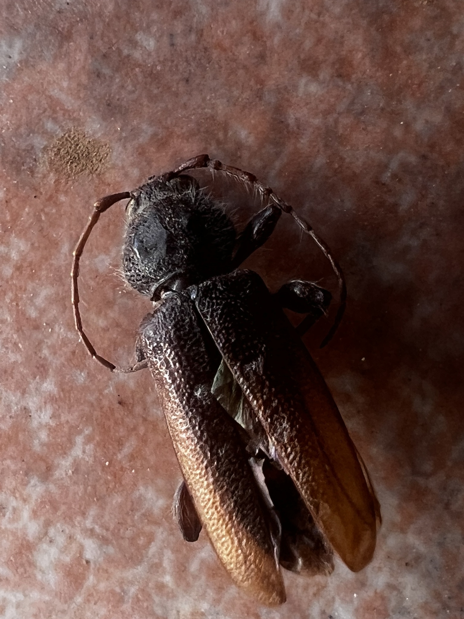 Hylotrupes bajulus