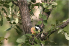 Melaniparus guineensis