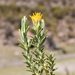 Parastrephia lucida - Photo (c) Joey Santore, some rights reserved (CC BY-NC), uploaded by Joey Santore