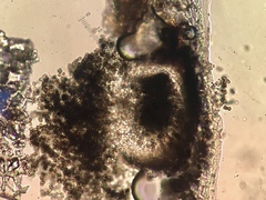 Coniothyrium wernsdorffiae