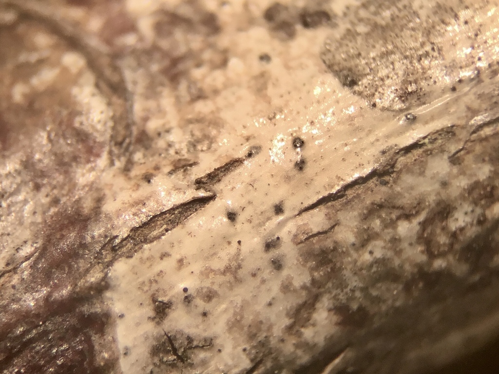 Coniothyrium wernsdorffiae