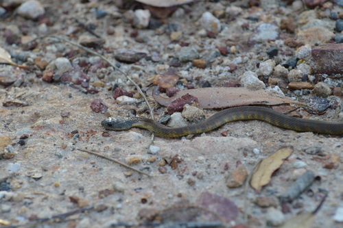 Tiger Snake sighting