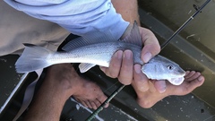 Menticirrhus littoralis