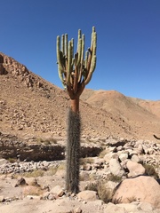 Browningia candelaris