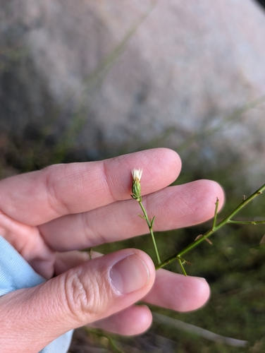 Encinitas Baccharis (Baccharis vanessae)