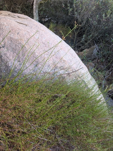 Baccharis vanessae, photograph 4