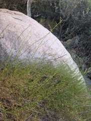 Baccharis vanessae, photograph (c) sdash, some rights reserved (CC BY)