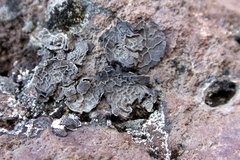 Umbilicaria decussata