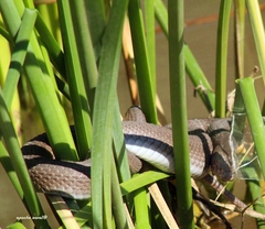 Thamnophis validus