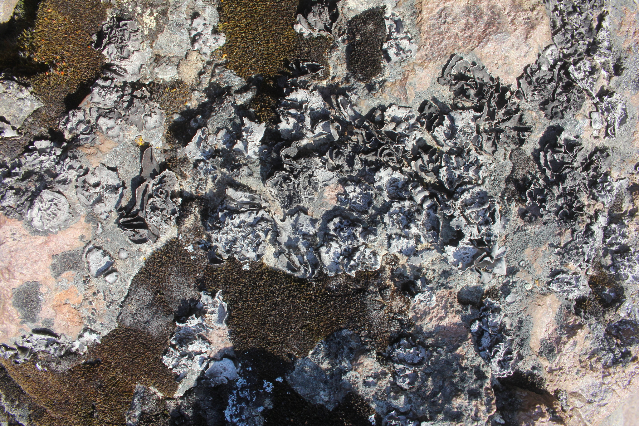 Umbilicaria decussata image