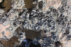 Umbilicaria decussata