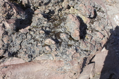 Umbilicaria decussata