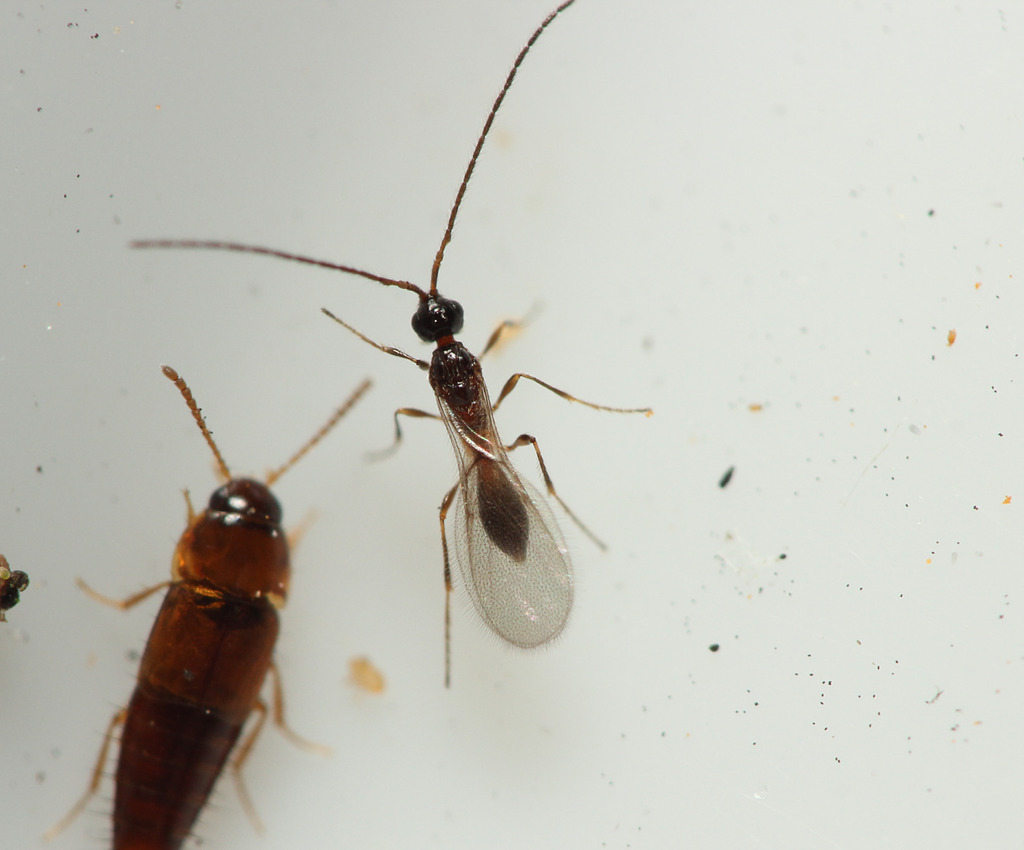 Pantolyta pallida