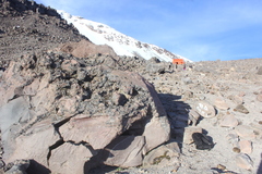 Umbilicaria decussata