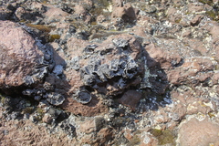 Umbilicaria decussata