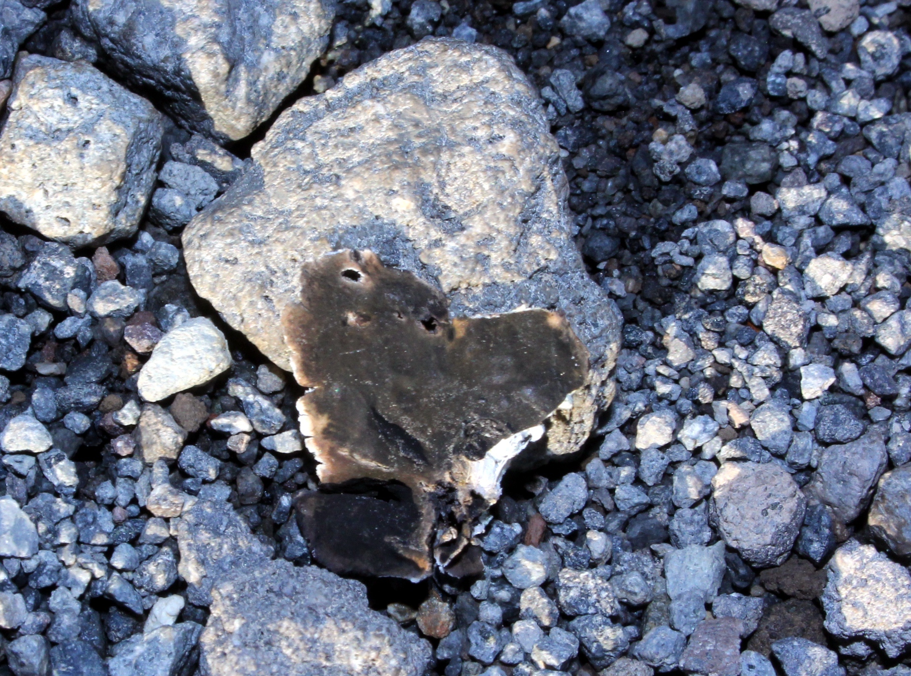 Umbilicaria decussata image
