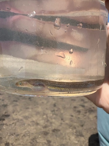 Speckled worm eel (Myrophis punctatus) — Ophichthidae — 5