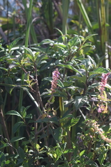 Teucrium vesicarium