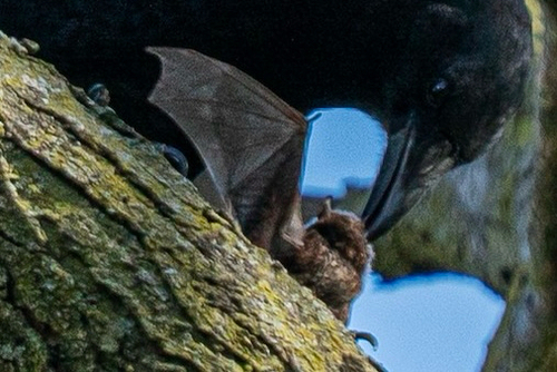 Silver-haired Bat photographed in Illinois