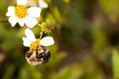 Bombus impatiens image