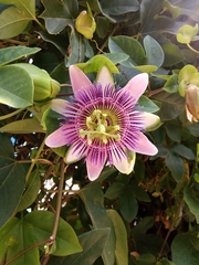 Passiflora alata × caerulea