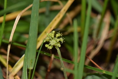 Hydrocotyle mexicana