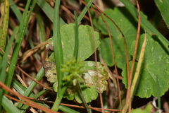 Hydrocotyle mexicana