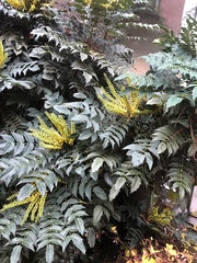Berberis × hortensis