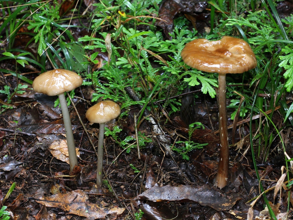 lesser rooting xerula