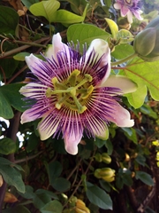 Passiflora alata × caerulea