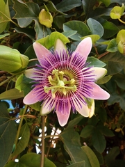 Passiflora alata × caerulea