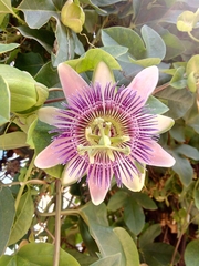 Passiflora alata × caerulea