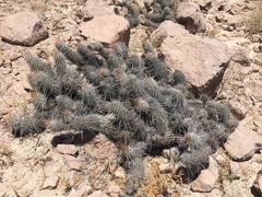 Oreocereus hempelianus